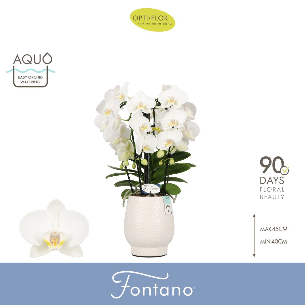 Phalaenopsis white 50cm 12cm Pot