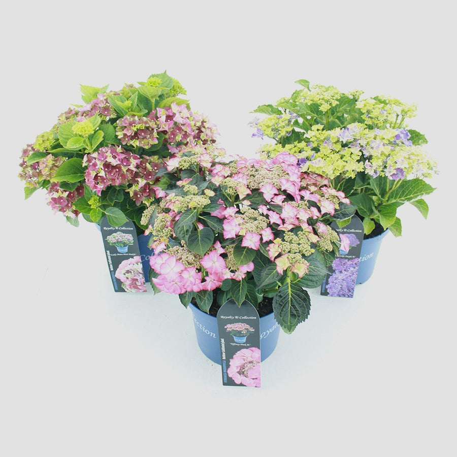 Hydrangea macrophylla mix 45cm 23cm Pot