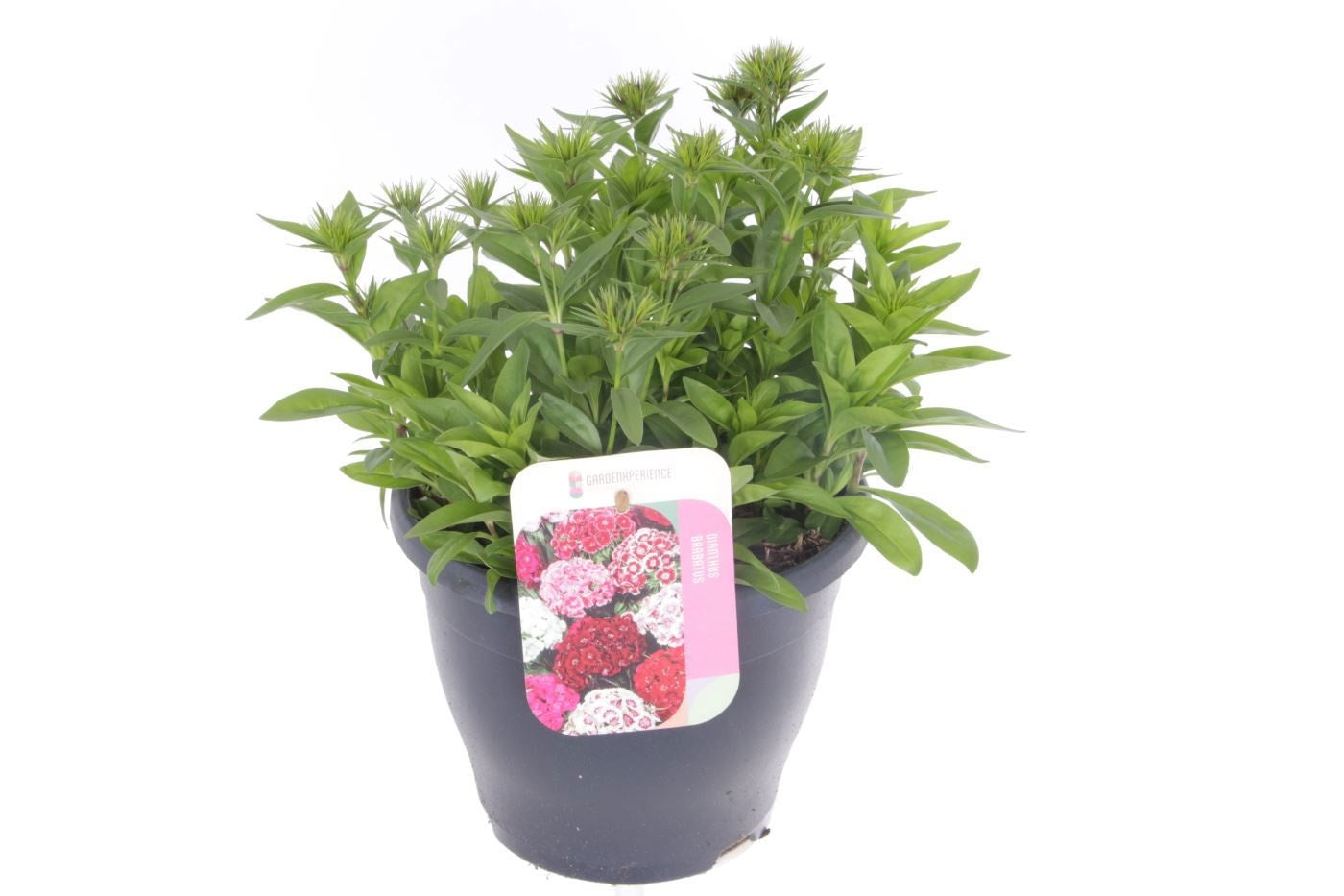 Dianthus barbatus ("Sweet William") 35cm 23cm Pot