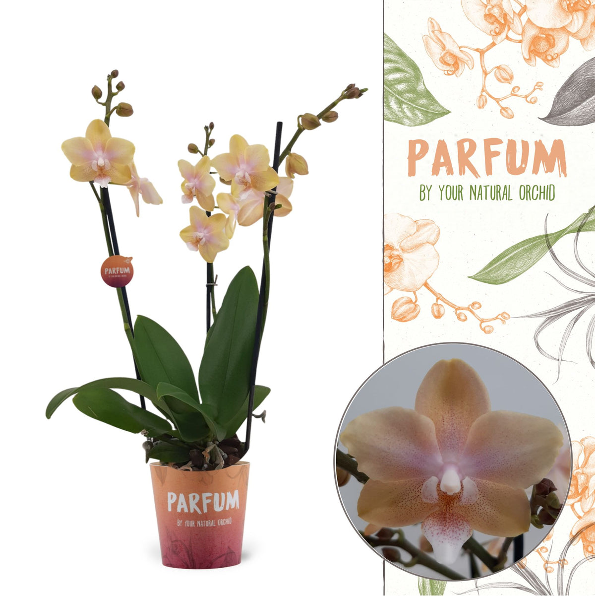 Phalaenopsis mf. Bolgheri Lemon 50cm 12cm Pot