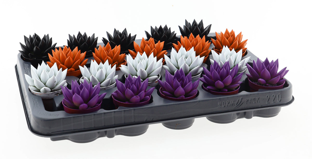Halloween rainbow mix 8cm 5.5cm Pot