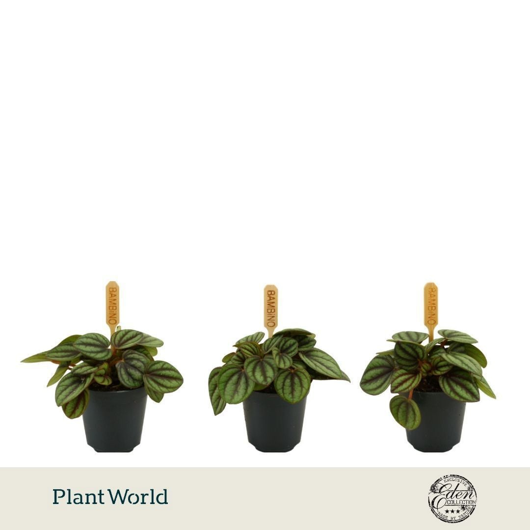 Peperomia Piccolo Banda 10cm 5.5cm Pot