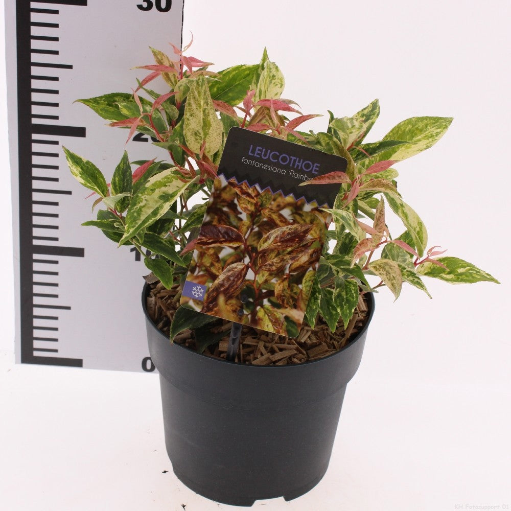 Snepvangers Tuinplanten Leucothoe walteri Rainbow Pack of 6