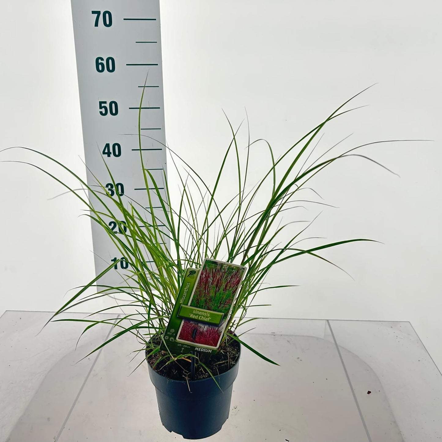 Miscanthus sinensis Red Chief 50cm 17cm Pot