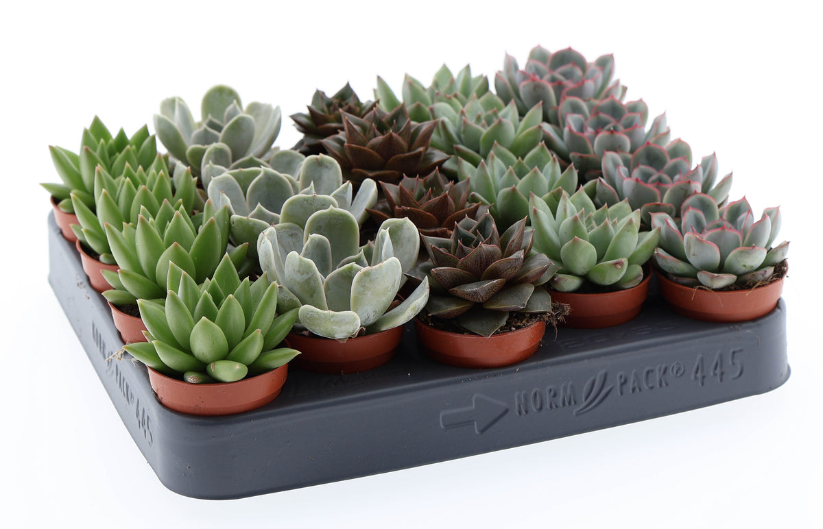 Echeveria mix 8cm 5.5cm Pot