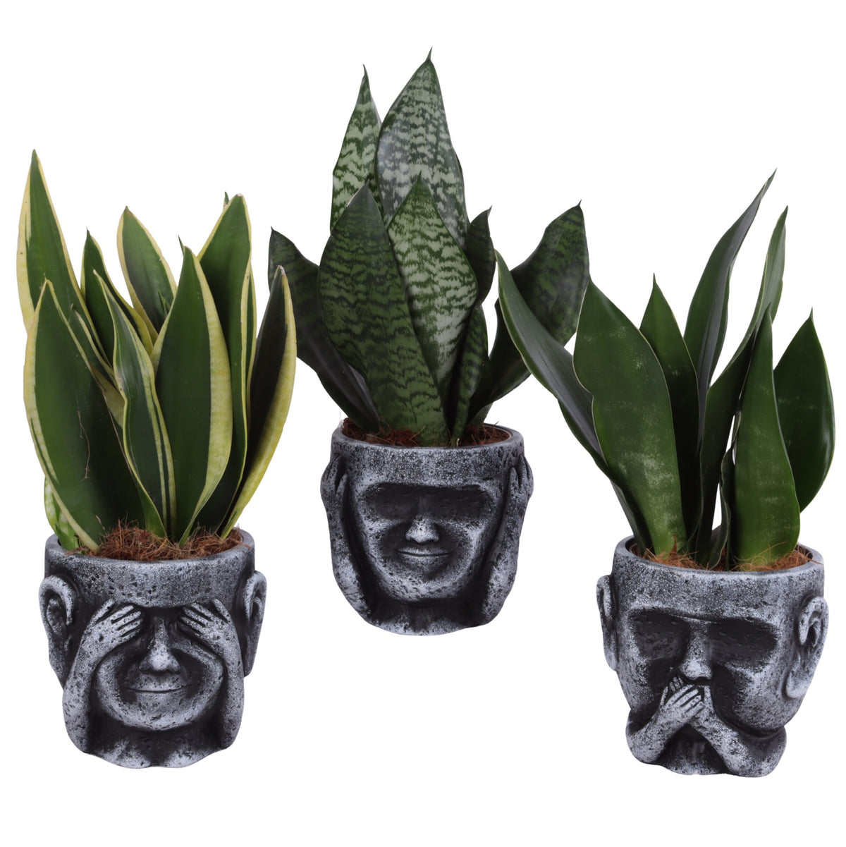 Sansevieria trifasciata 35cm 15cm Pot