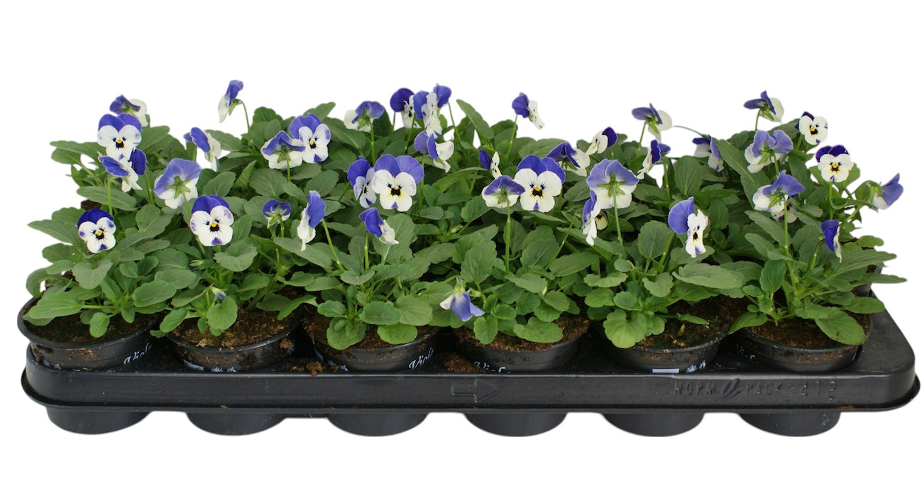 Zuidbaak Honselersdijk Viola corn. Sorbet Blue Heavenimp Pack of 18