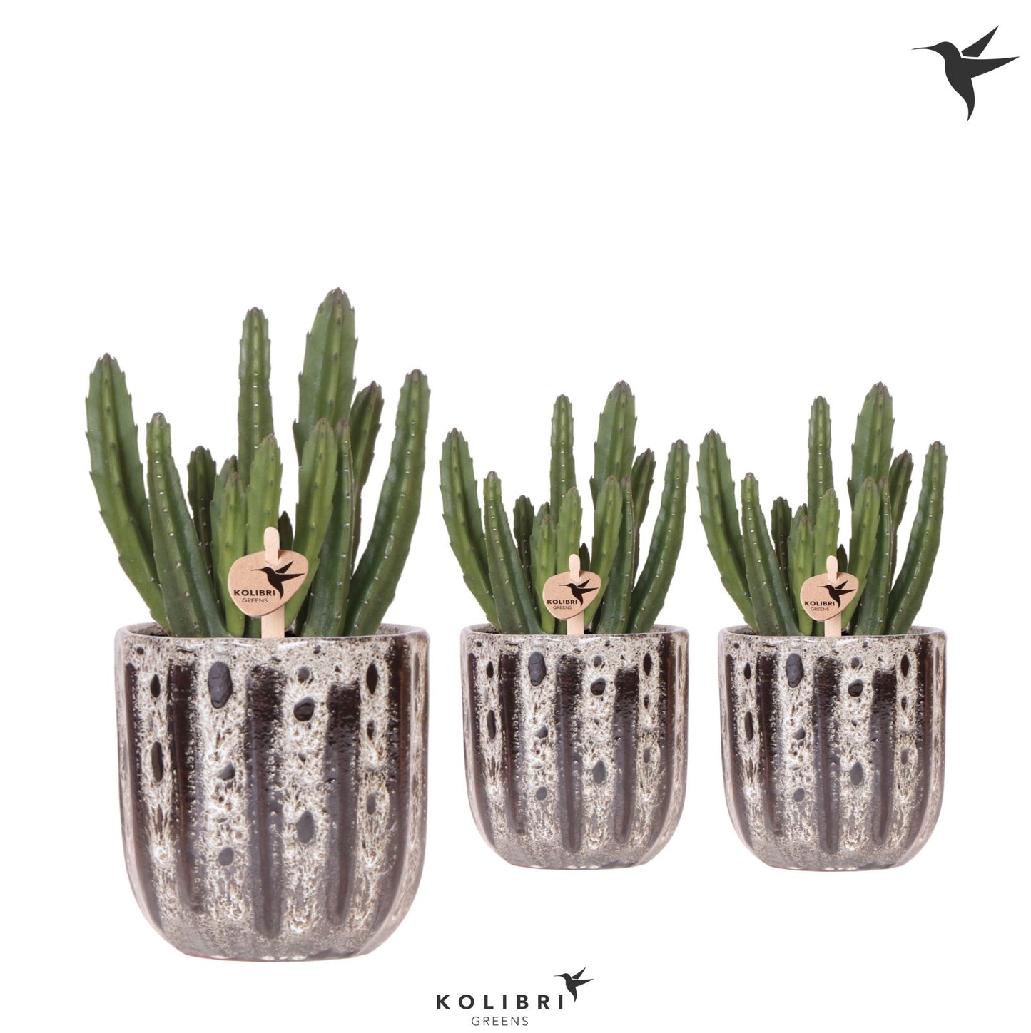 Stapelia leendertziae 25cm 9cm Pot