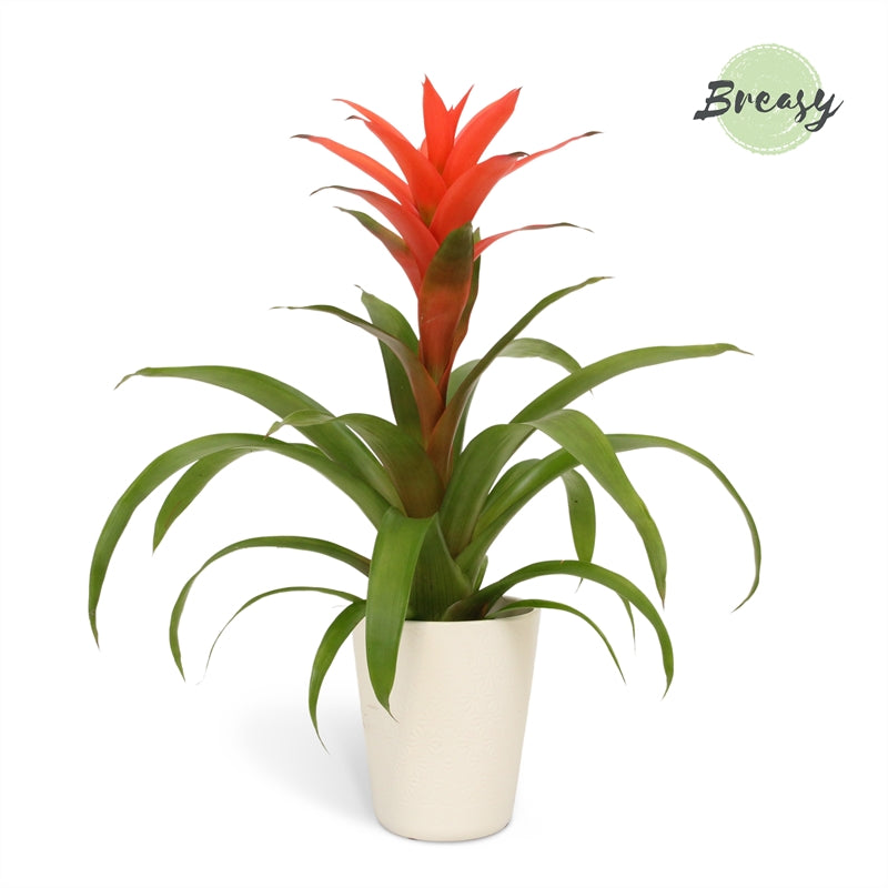 Riza Bromelia Specialist Guzmania Deseo Salmon Pack of 6