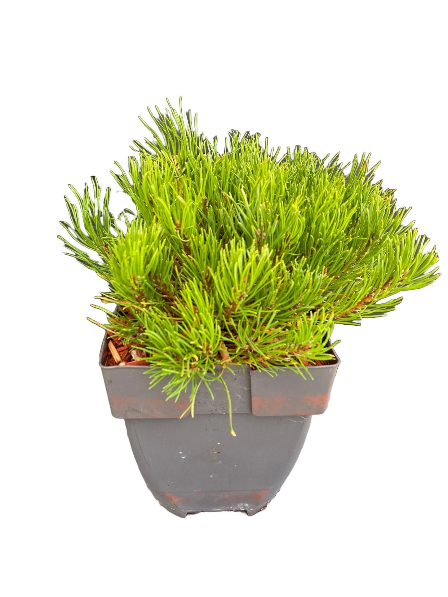 Buitenhuis VOF, Koos Pinus mugo Mughus Pack of 6