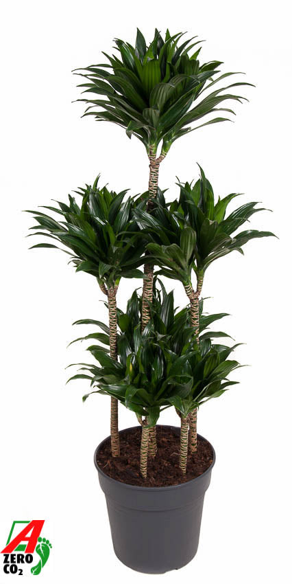 Dracaena fragrans Compacta 130cm 31cm Pot