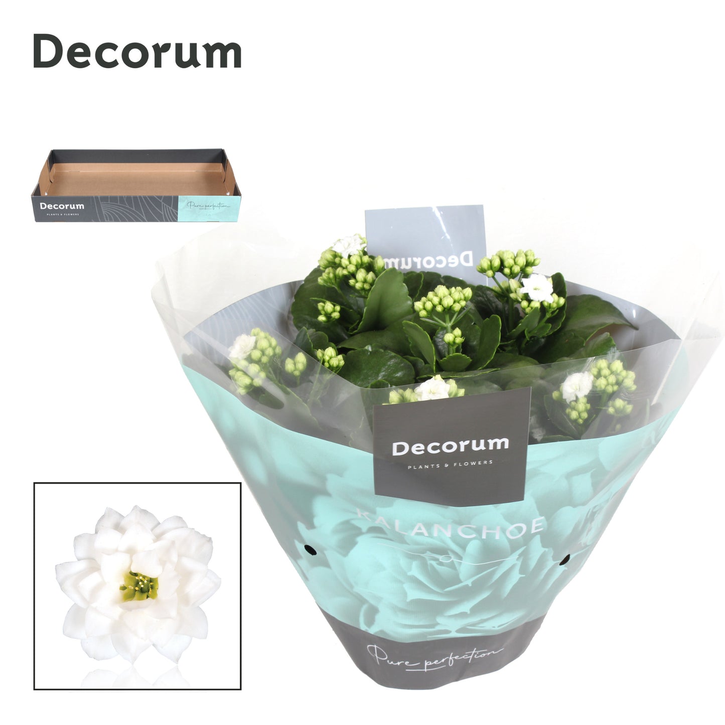 Kalanchoe double white decorum 28cm 23cm Pot