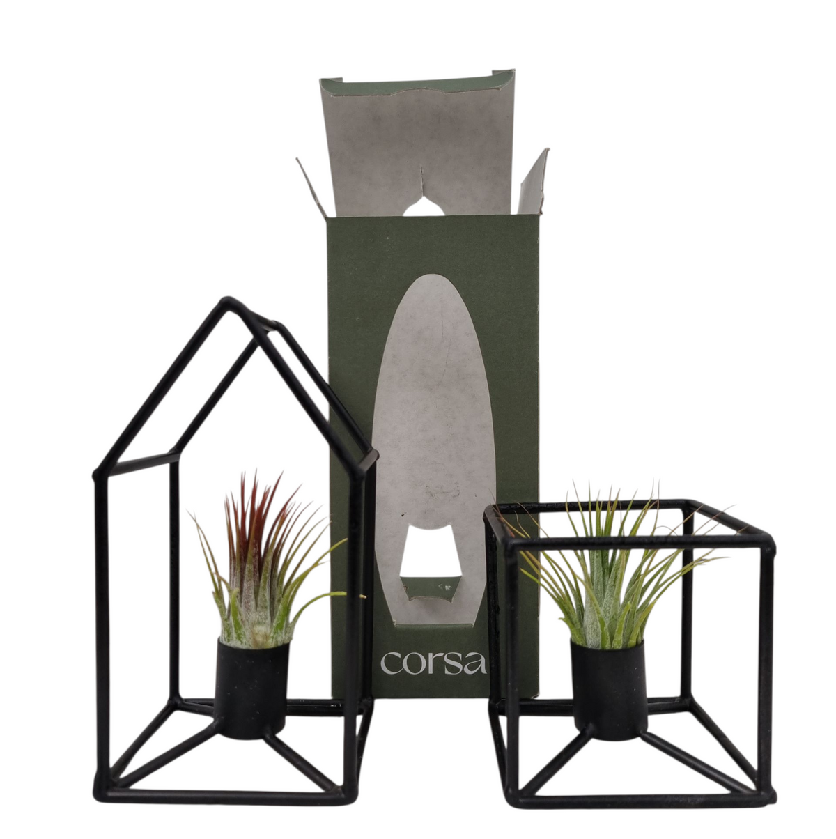 Tillandsia House square frame mix 20cm 9cm Pot
