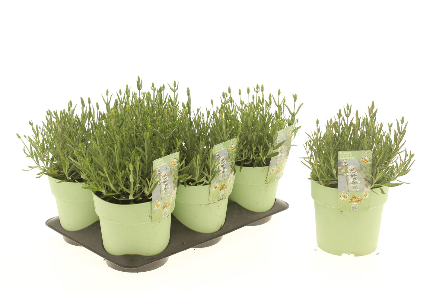 Lavandula ang. Not Normal 15cm 15cm Pot