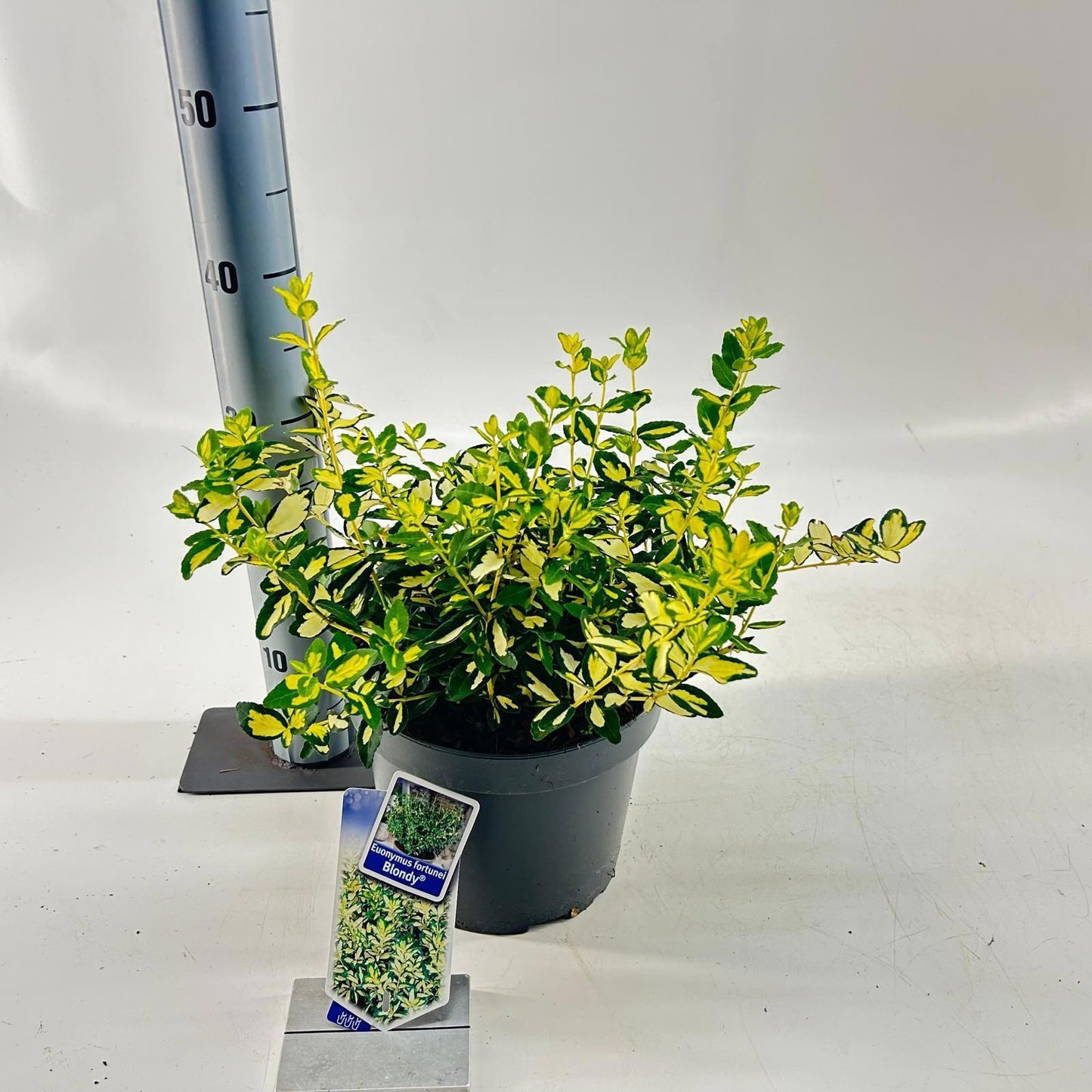 Euonymus Blondy 40cm 23cm Pot