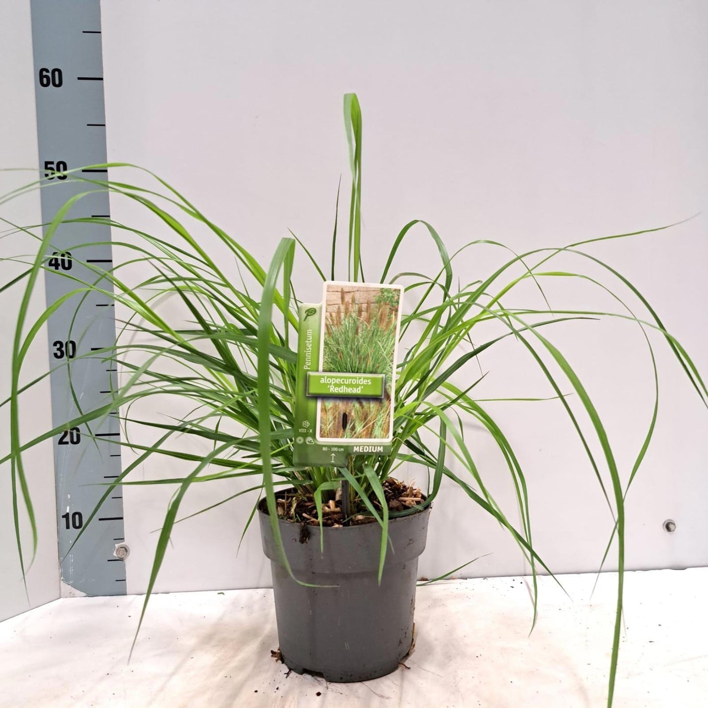 Pennisetum Red Head 45cm 17cm Pot