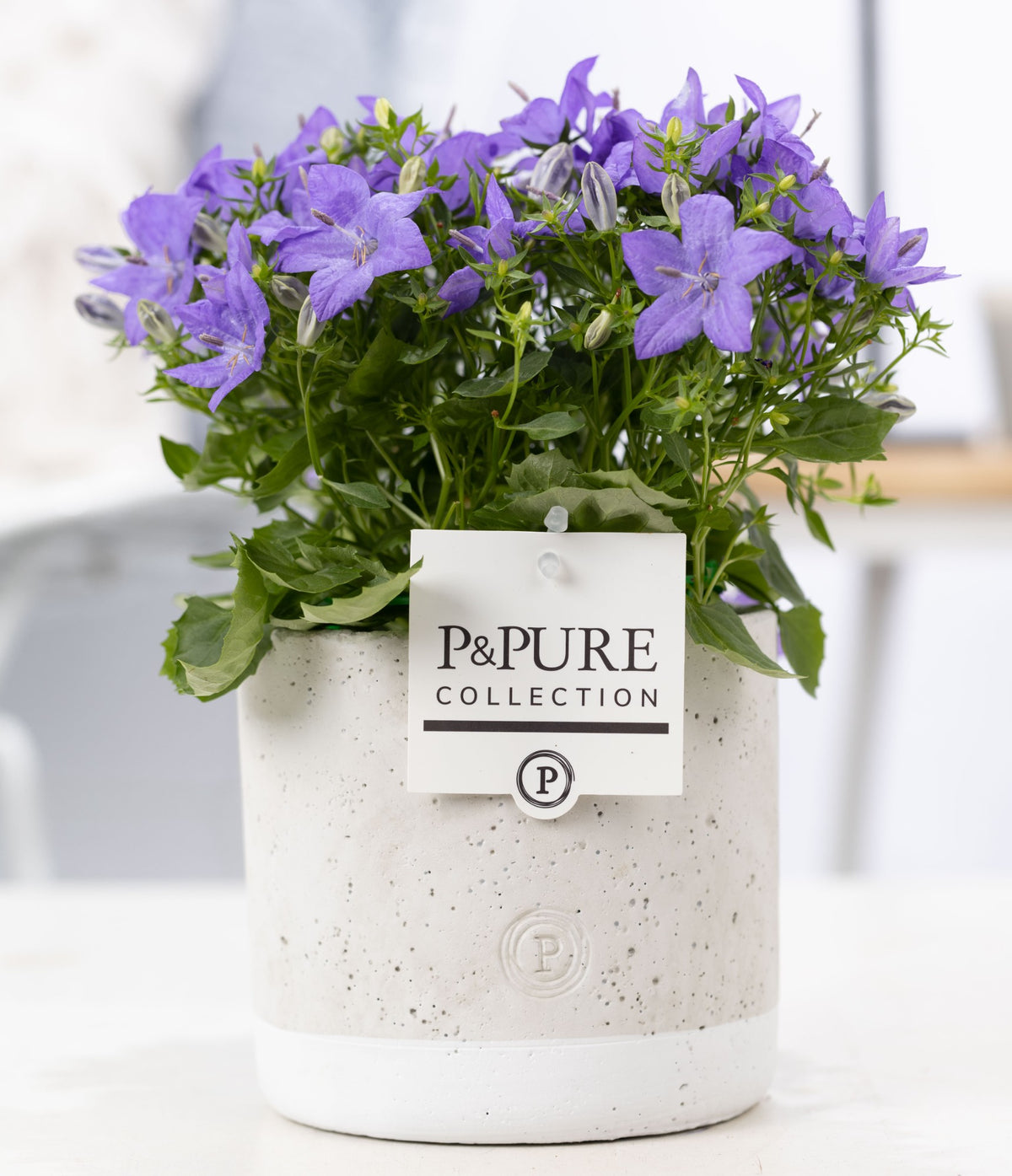 Campanula Napoli 17cm 14cm Pot