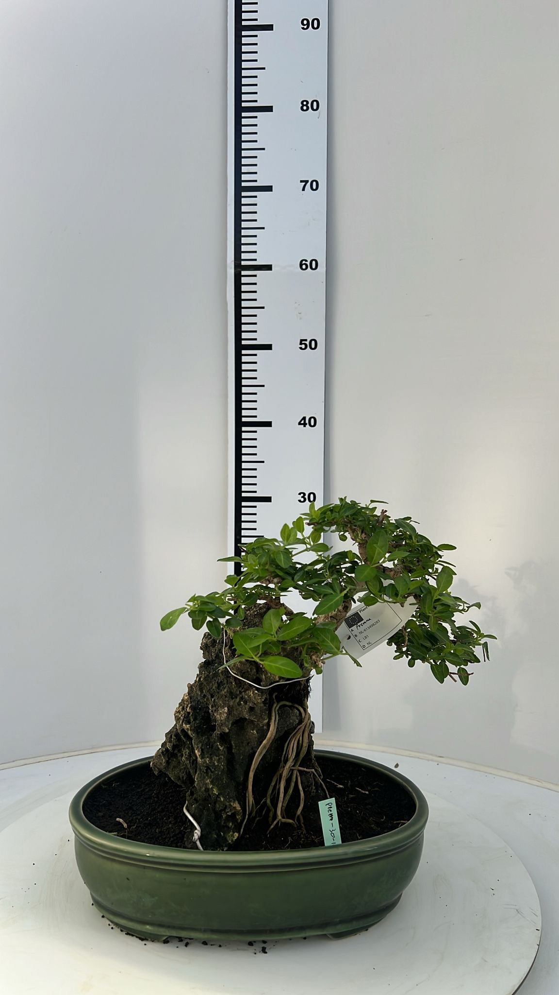 Bonsai Mix 30cm 30cm Pot