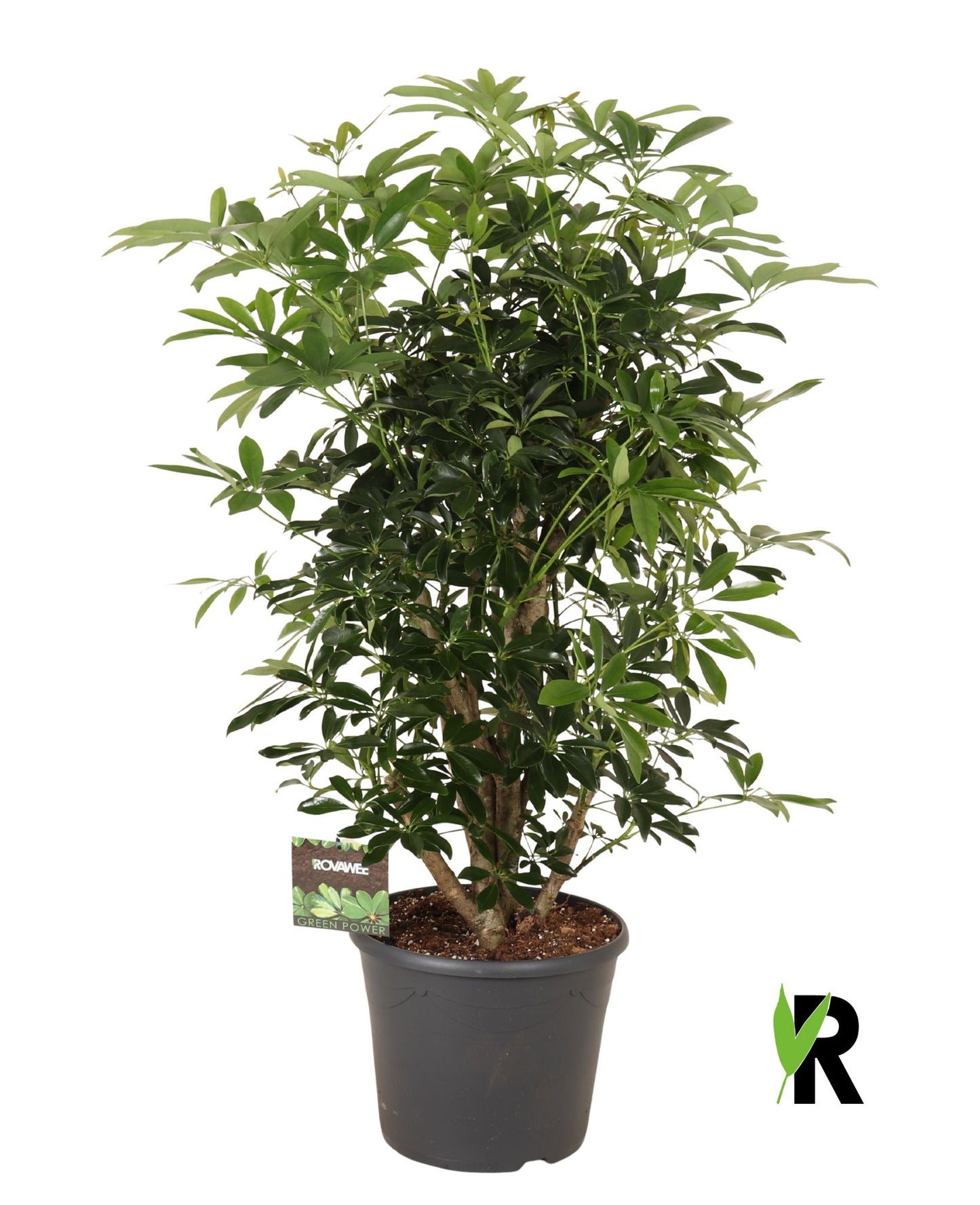 Schefflera Compacta 135cm 35cm Pot
