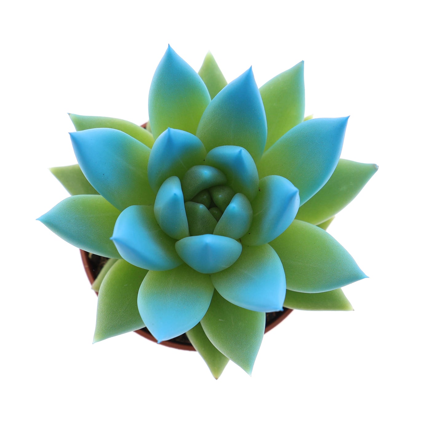 Euro Cactus Holland Bv Miranda tips mint Pack of 20