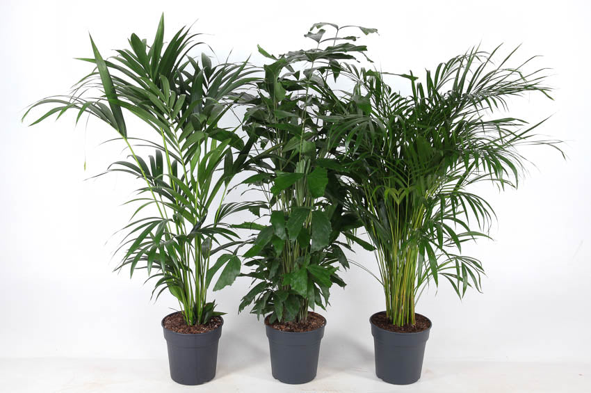 Foliage houseplants mix 130cm 24cm Pot