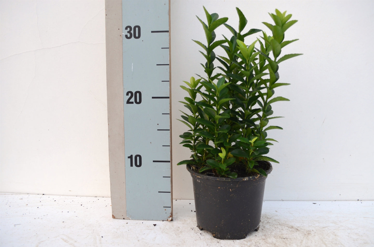Euonymus Jean Hugues 20cm 13cm Pot