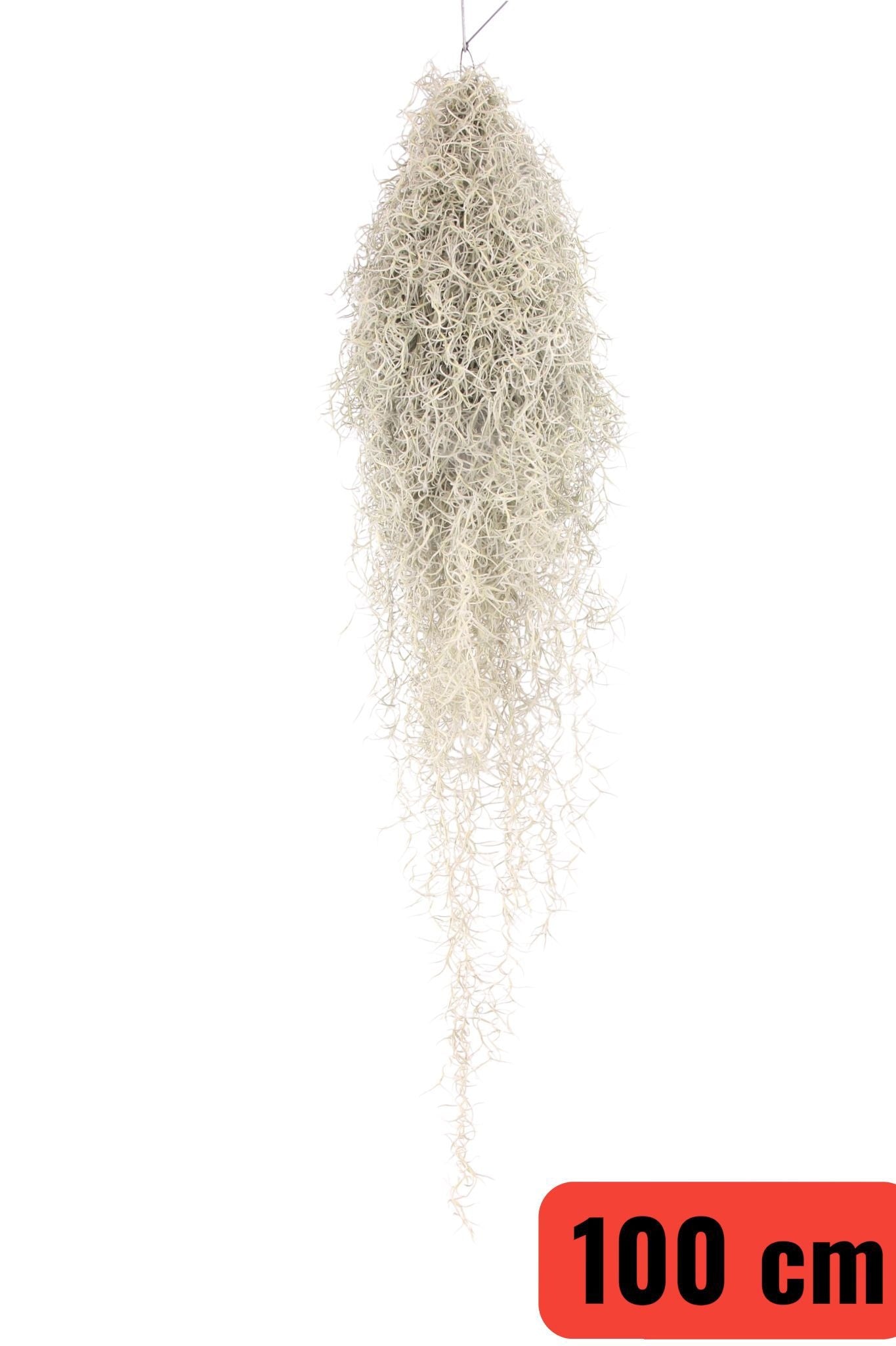 Tillandsia usneoides 100cm 998cm Pot