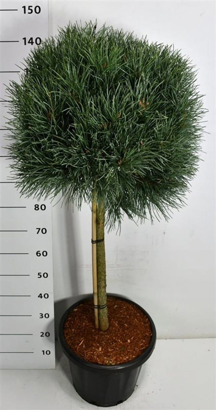 Pinus sylvestris Watereri 160cm 38cm Pot