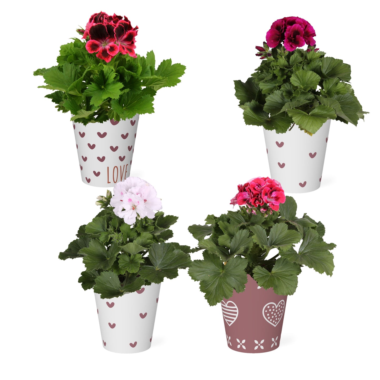 Pelargonium gr. mix 30cm 13cm Pot