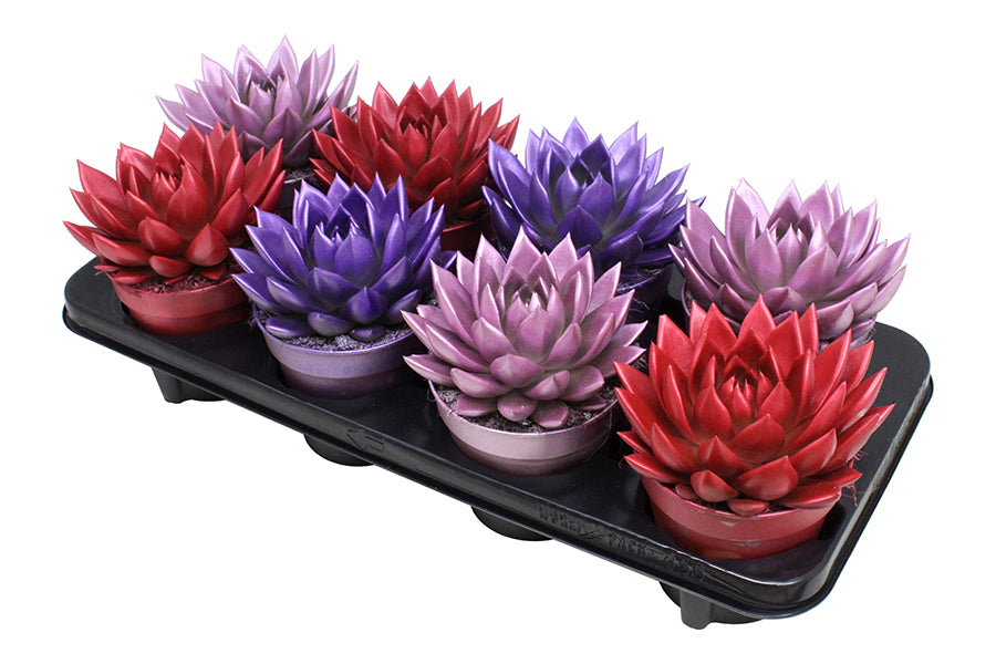 Echeveria colored Metallic mix 15cm 12cm Pot