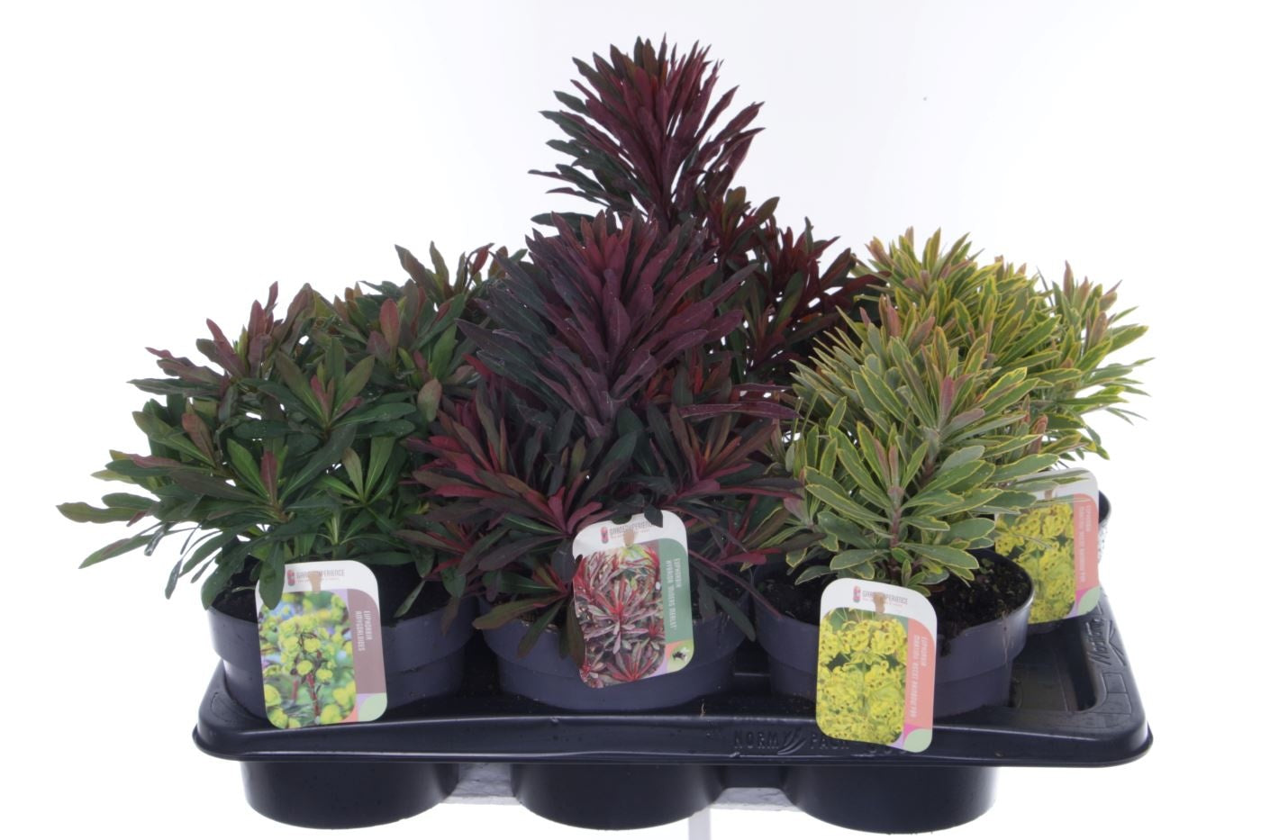 Euphorbia 30cm 17cm Pot