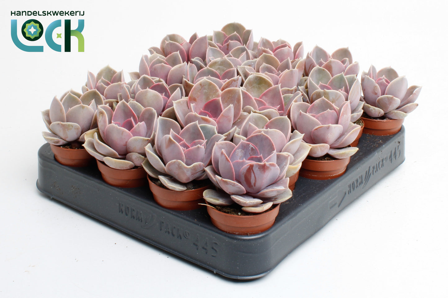Echeveria Perle von Nuernberg 10cm 505cm Pot