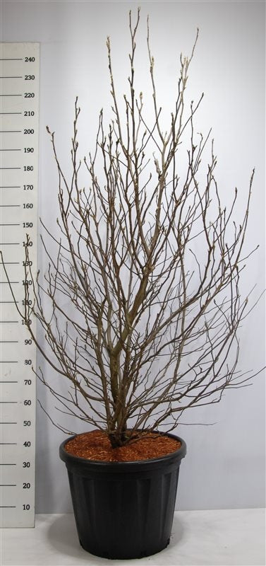 Magnolia sou. Susan 240cm 60cm Pot