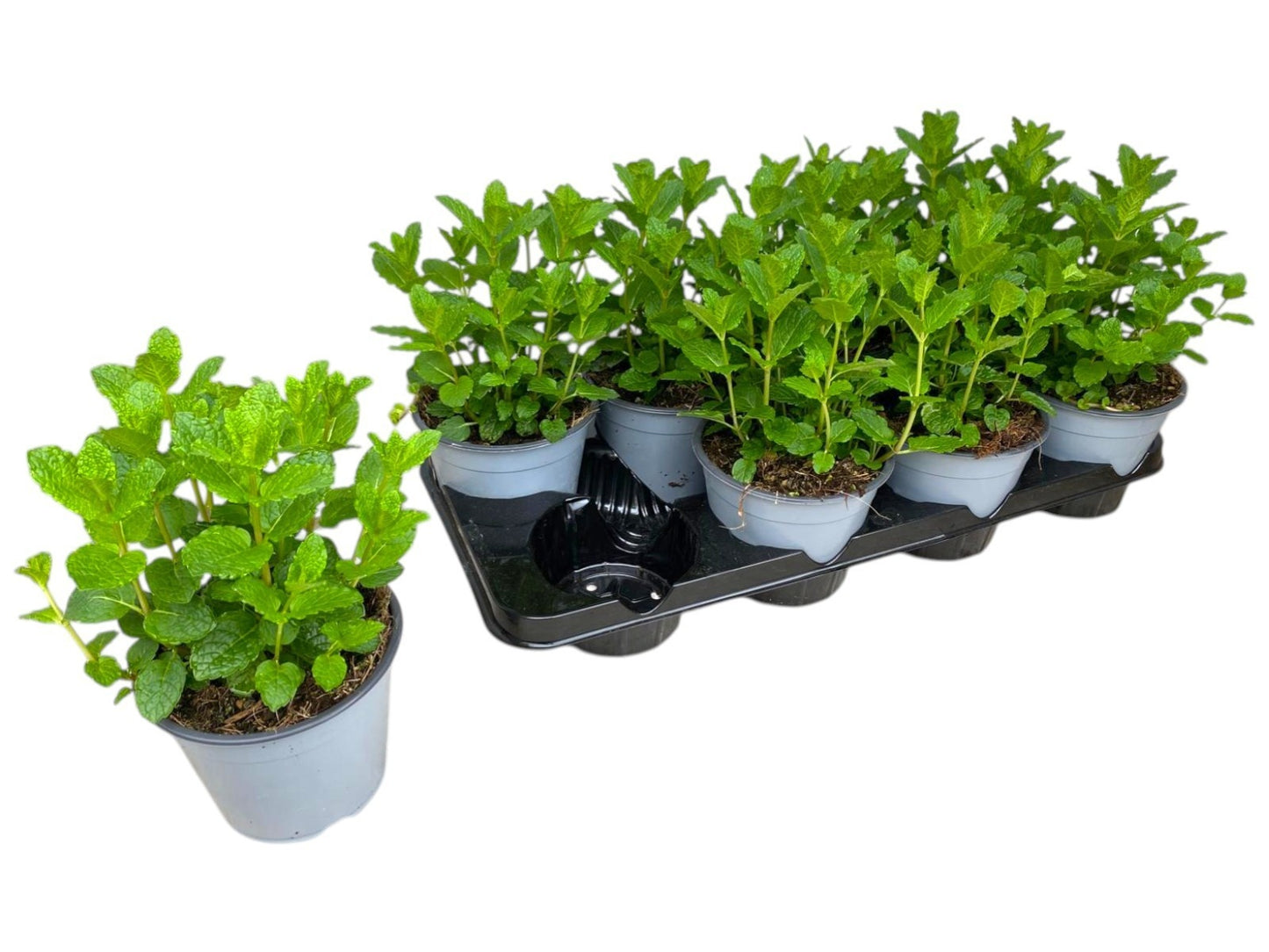 Mentha spicata (Mint) 25cm 14cm Pot