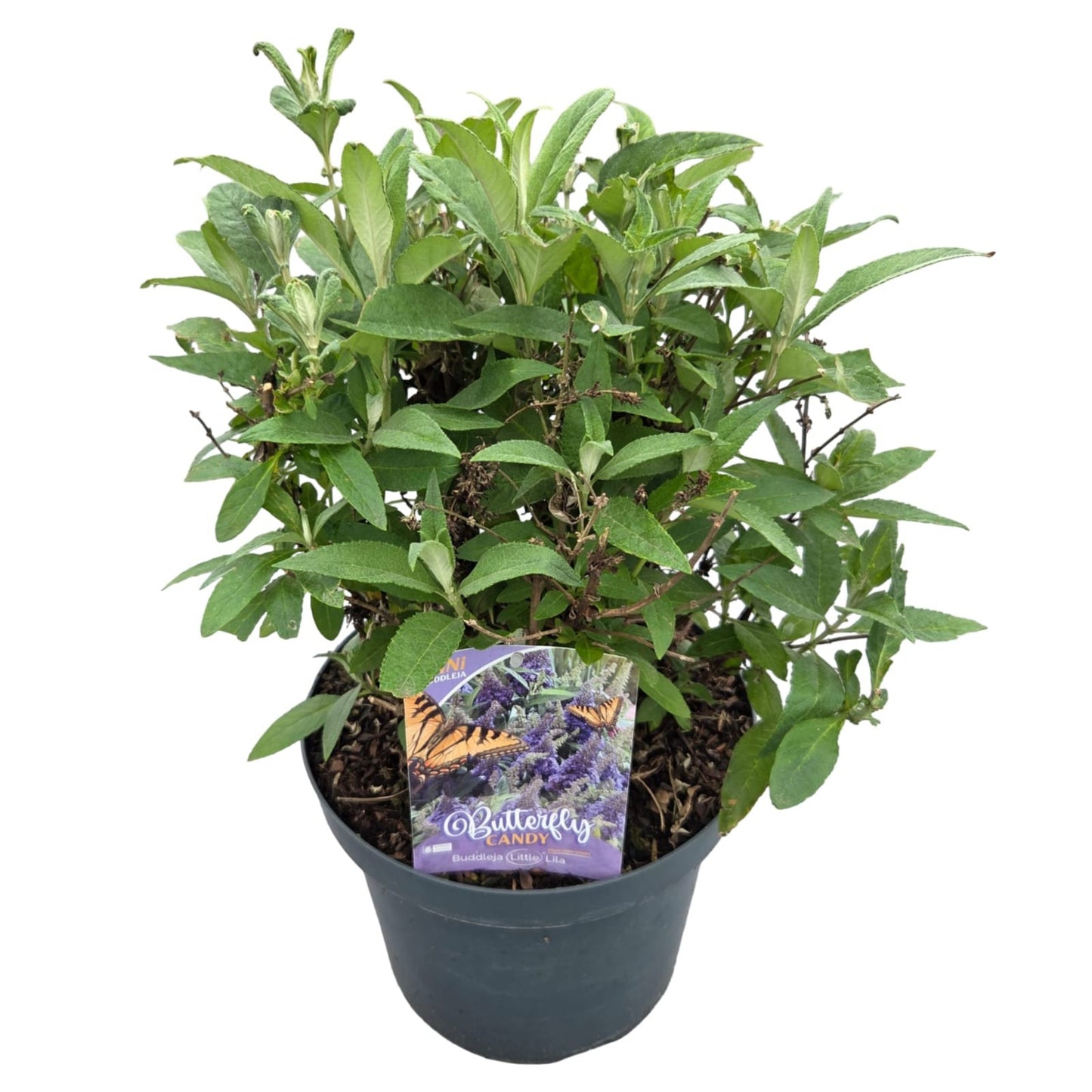 Buddleja Butterfly Candy Little Lila 60cm 26cm Pot