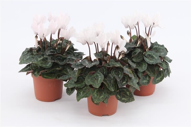 Grootscholten BV. Gebr. Cyclamen Verano white Pack of 12