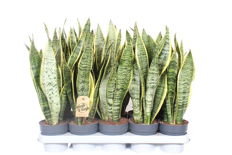 Sansevieria Laurentii 50cm 12cm Pot