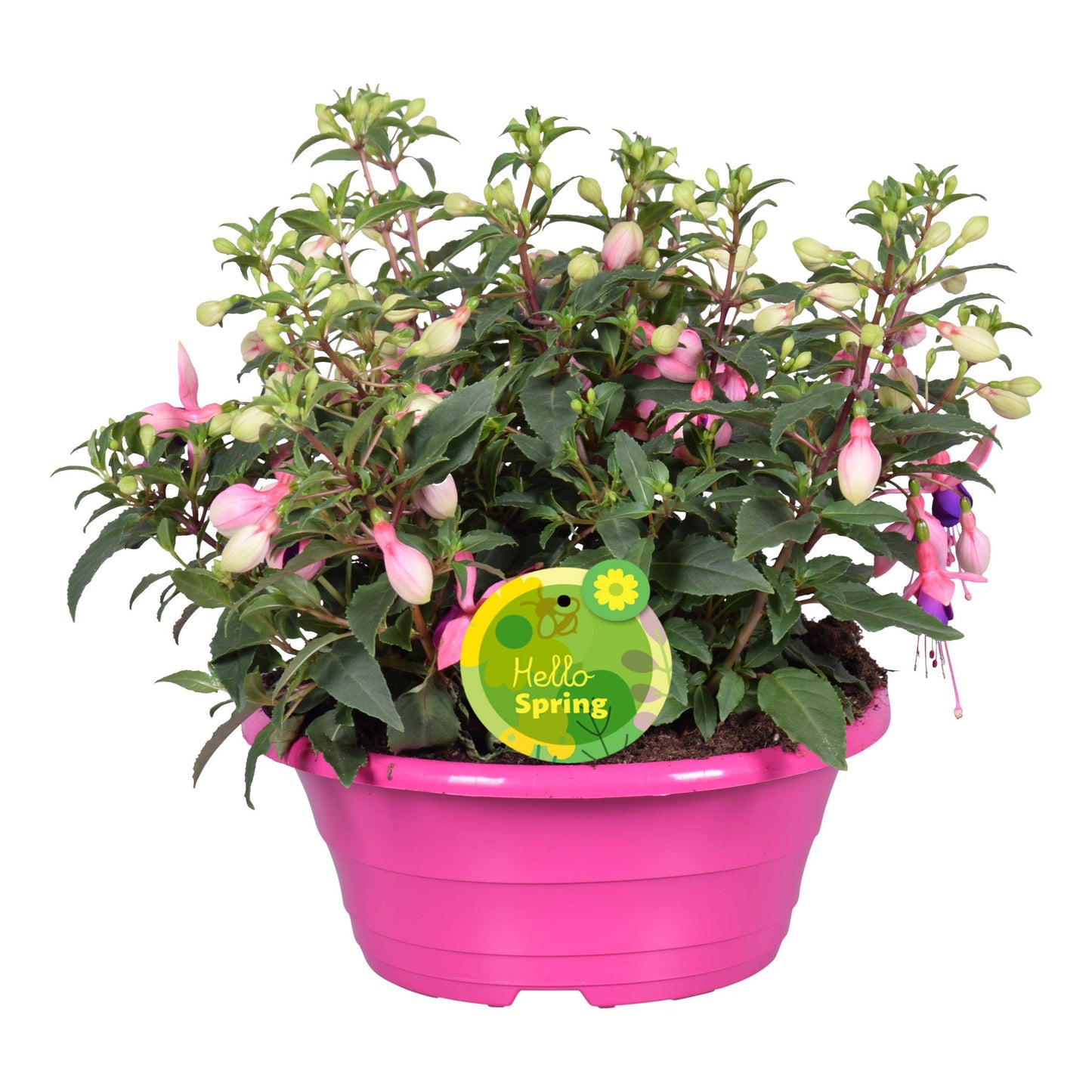 Fuchsia Bella Faya 22cm 23cm Pot
