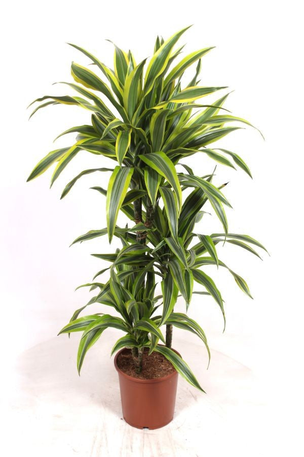 Dracaena fragrans Lemon Lime 110cm 21cm Pot