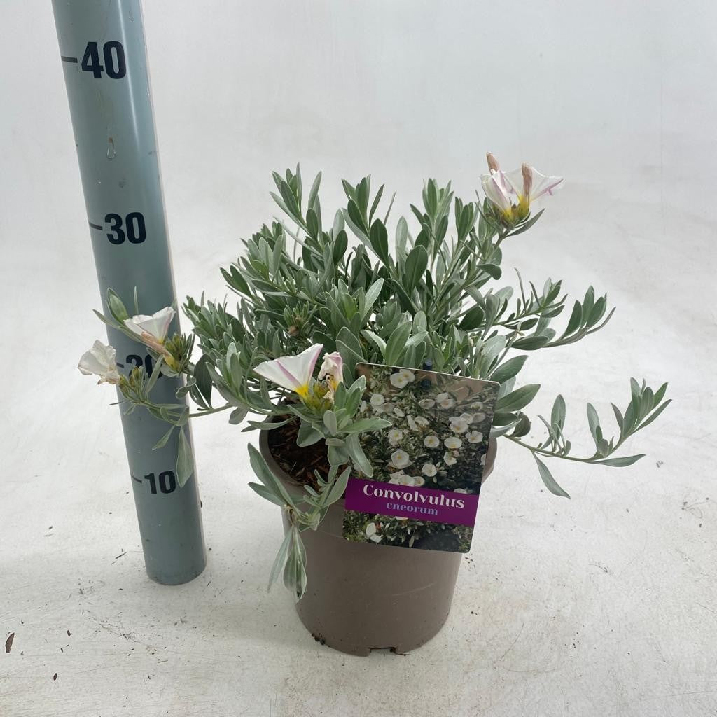 Convolvulus cneorum 35cm 17cm Pot