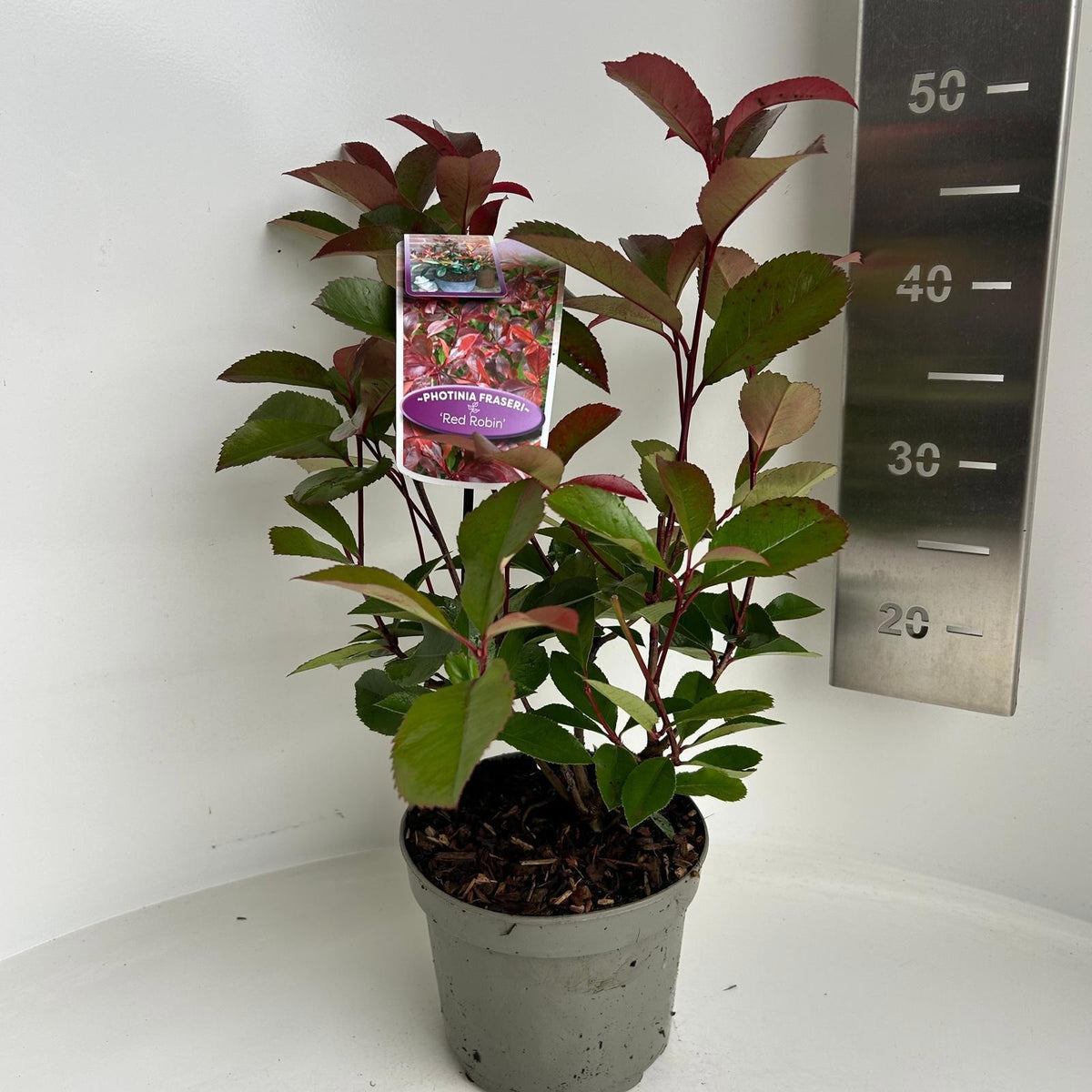 Photinia Red Robin 55cm 17cm Pot