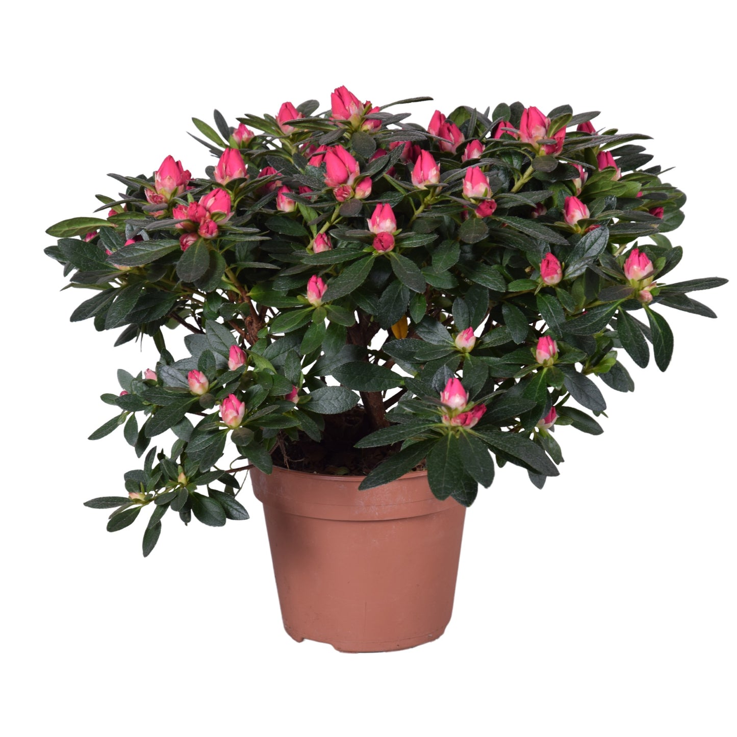 Rhododendron simsii Tamira 30cm 14cm Pot