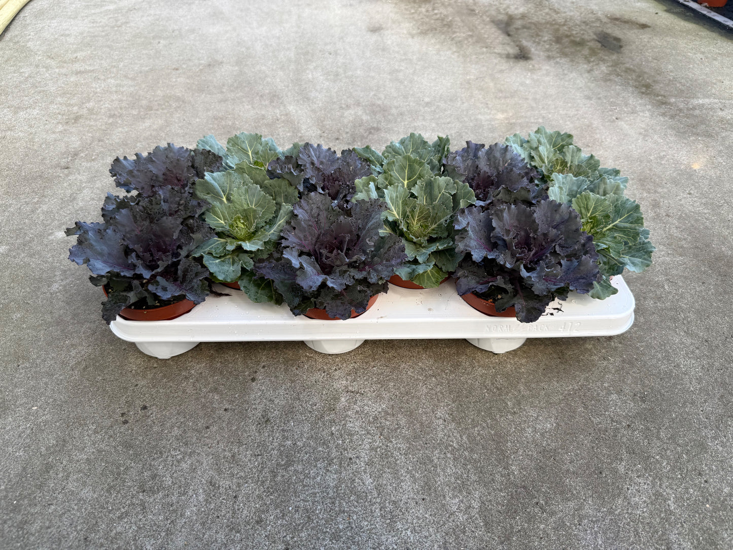 Brassica Glad 15cm 510cm Pot