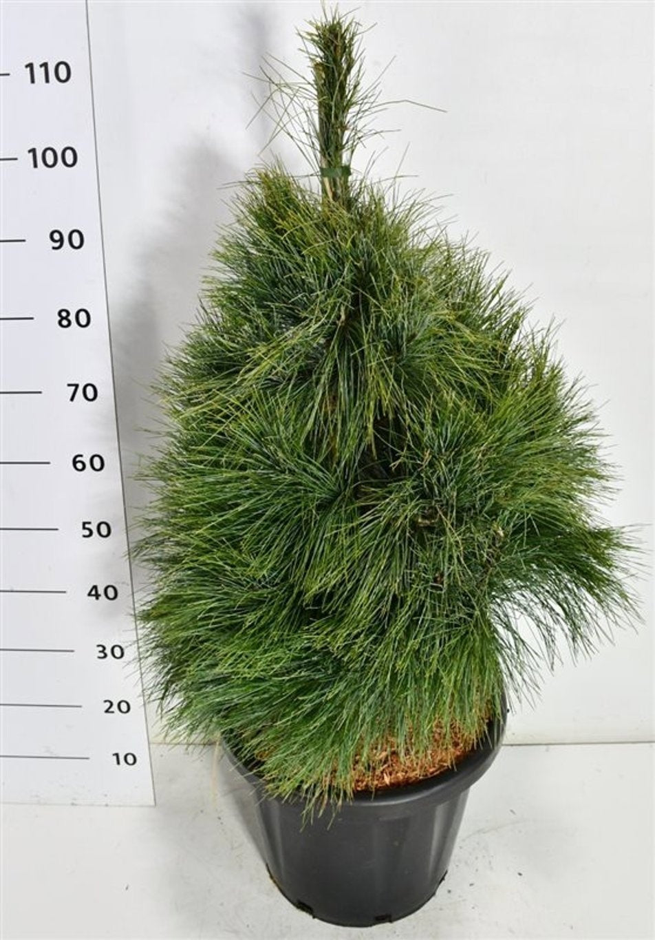 Pinus wallichiana 120cm 38cm Pot