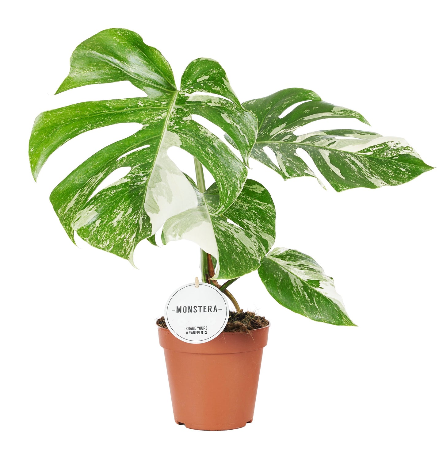 Mostert Nieuwerkerk BV Monstera Variegated Pack of 2