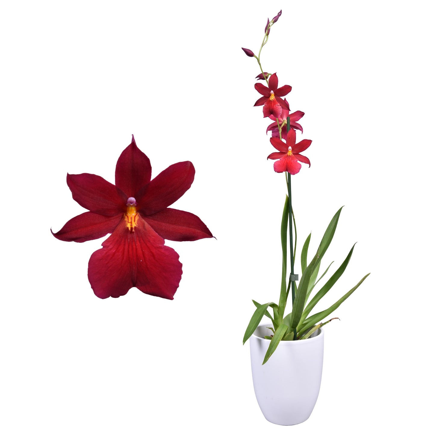 Cambria Nelly Isler (+ drp.ceramic) 55cm 14cm Pot