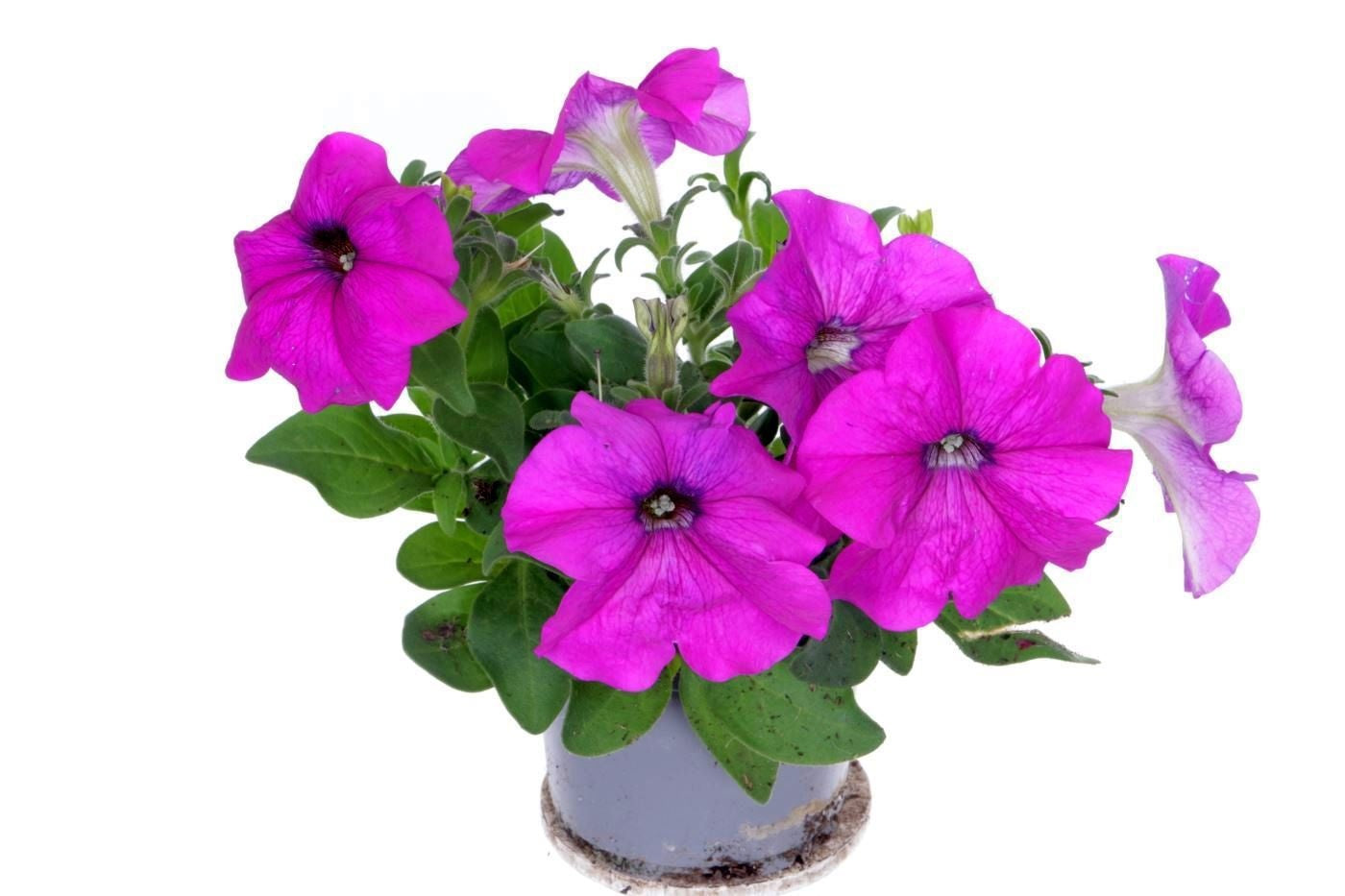 Petunia Hybrid 15cm 11cm Pot
