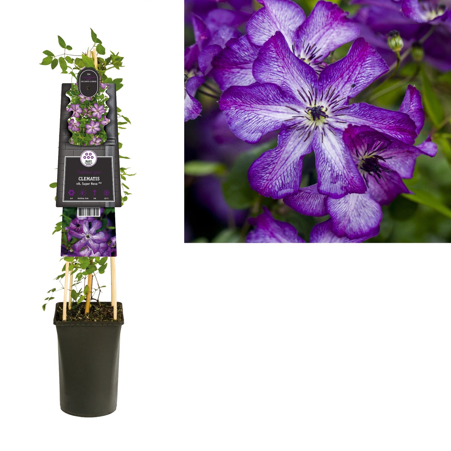 Starre BV, van der Clematis Super Nova Pack of 4