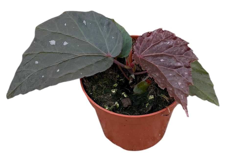 Begonia Cottage Bright Red 12cm 8cm Pot