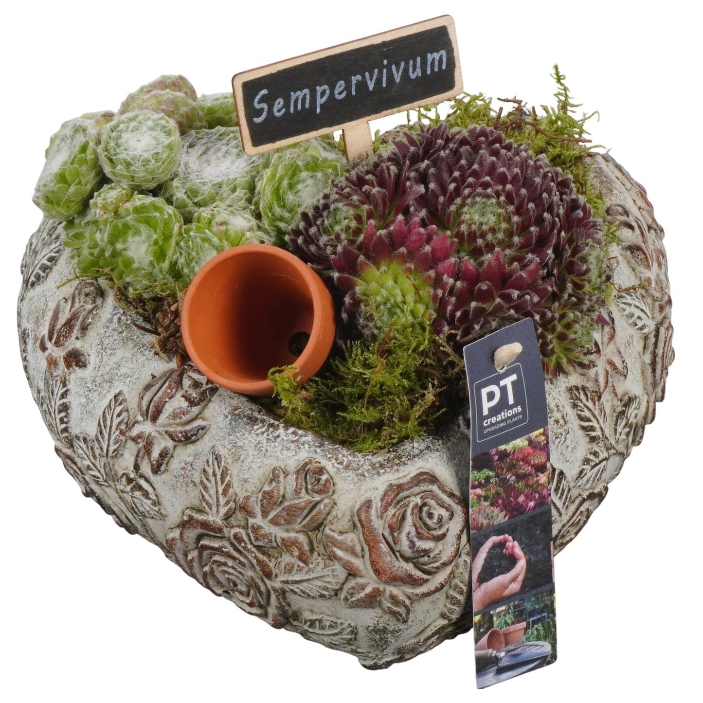 arr. Sempervivum 15cm 22cm Pot